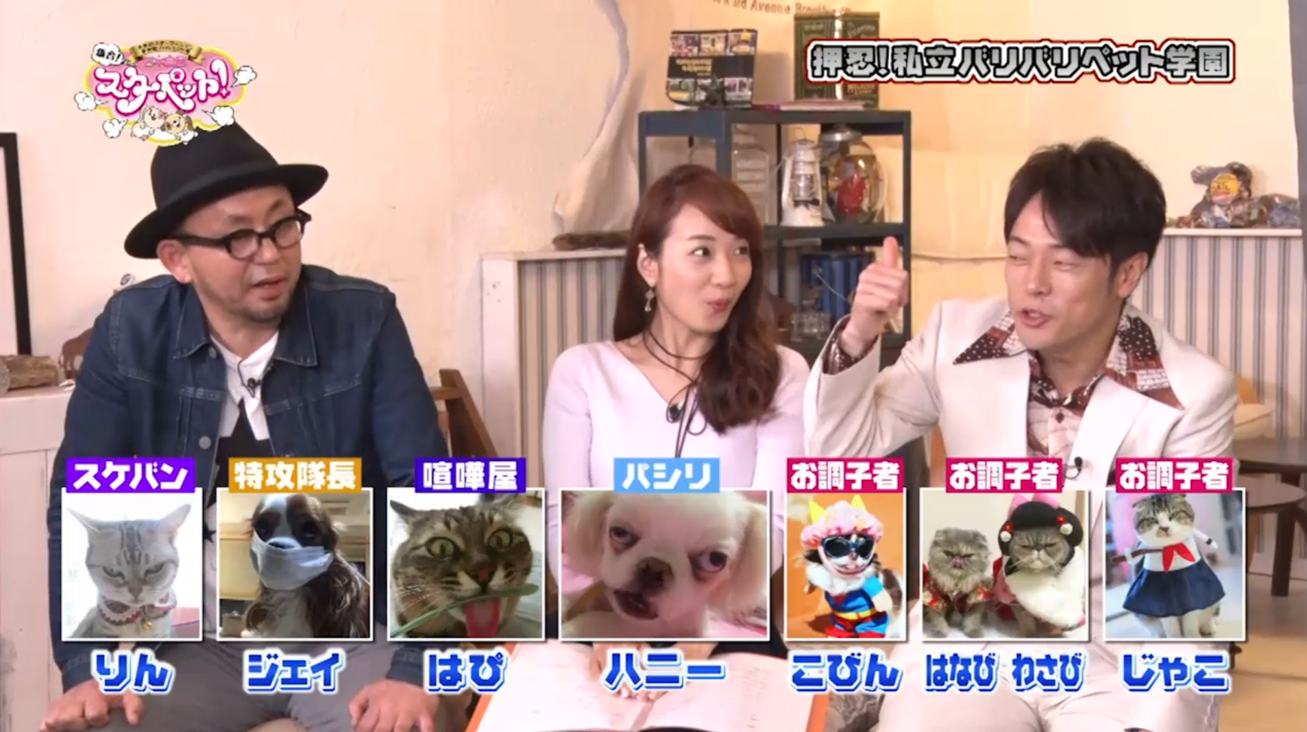 集合！日本全国スターペット！[出演情報]